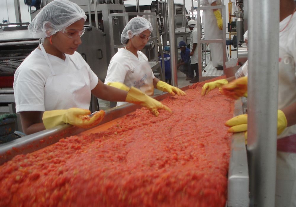 Linea di estrazione per pomodoro in pezzi 03