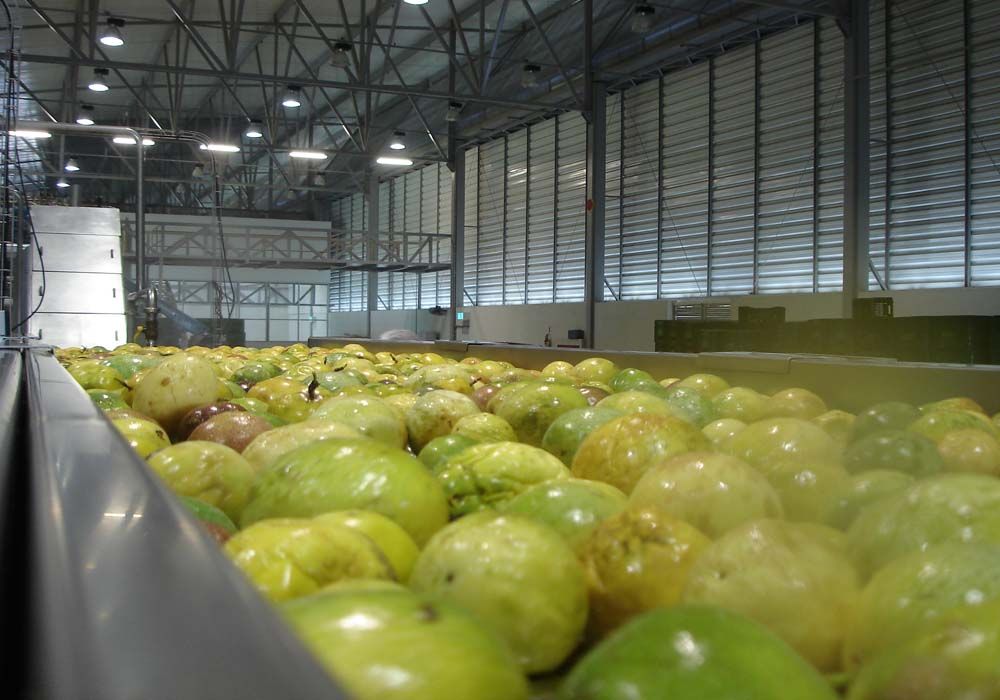 line estrazione multifrutta 04